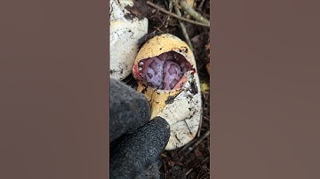 Crazy Python Nest #python #snake #shorts #wildlife #nature #dangerous #herping #crazy #florida #nest