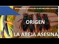 ORIGEN DE LA ABEJA ASESINA O ABEJA AFRICANIZADA (híbrido) Apicultura 2019