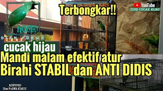 Mandi Malam Stabilkan Birahi Dan Didis Untuk Cucak Hijau Fighter Tipe Panas