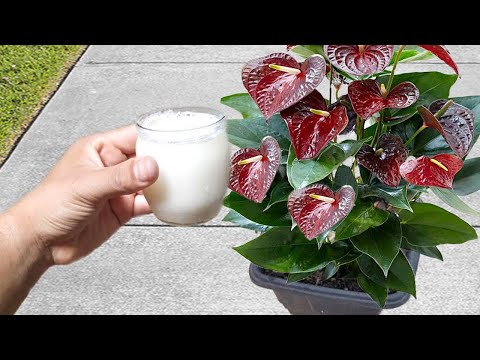 Video: Anthurium-snoeigids - Leer hoe om 'n anthuriumplant terug te sny