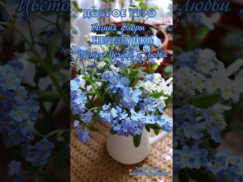 #музыкальнаяоткрытка #длявасдрузья #цветы #доброеутро #видеоролики #доброеутрооткрытки