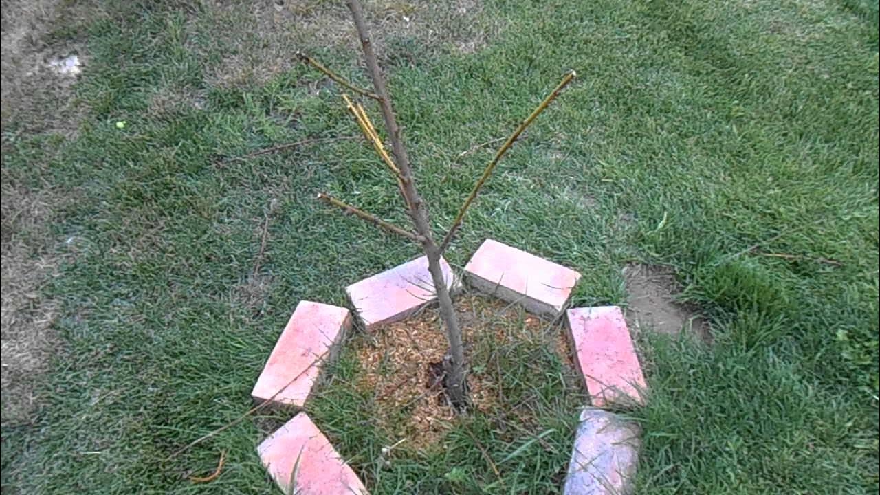 Help My Tree is Dying!!! YouTube