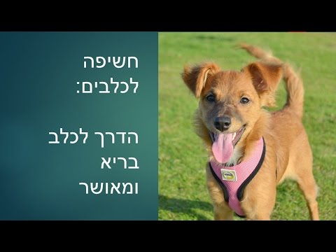 אילוף כלבים חיובי: חשיפה לגורים - איך ליצור בטחון עצמי אצל הכלב