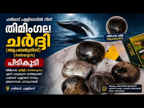 ഹരിപ്പാട് പള്ളിപ്പാട് നിന്നും തിമിംഗല ചര്‍ദ്ധി(ആംബര്‍ ഗ്രീസ് ) എന്നു കരുതുന്ന വസ്തു പിടികൂടി..