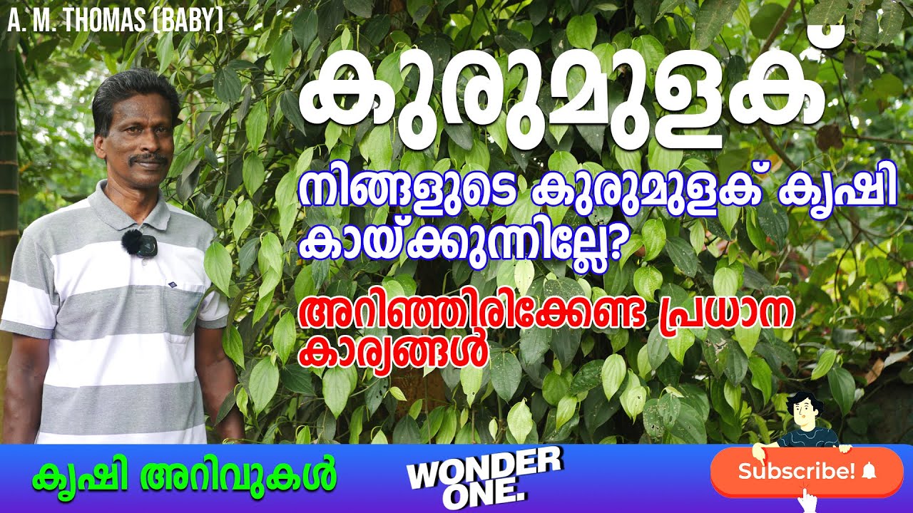 നിങ്ങളുടെ കുരുമുളക് കൃഷി കായ്ക്കുന്നില്ലേ? | കുരുമുളക് കൃഷി | A. M. Thomas | Wonder One