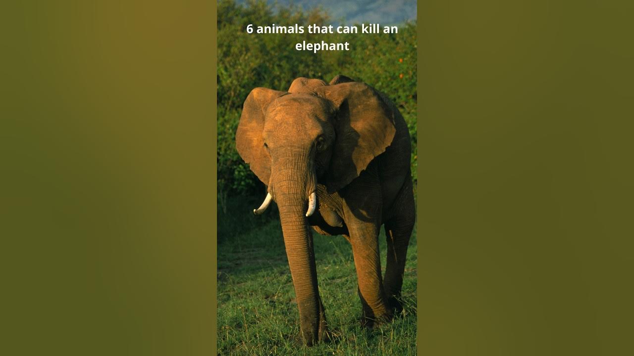 6 animal can kill an elephant YouTube