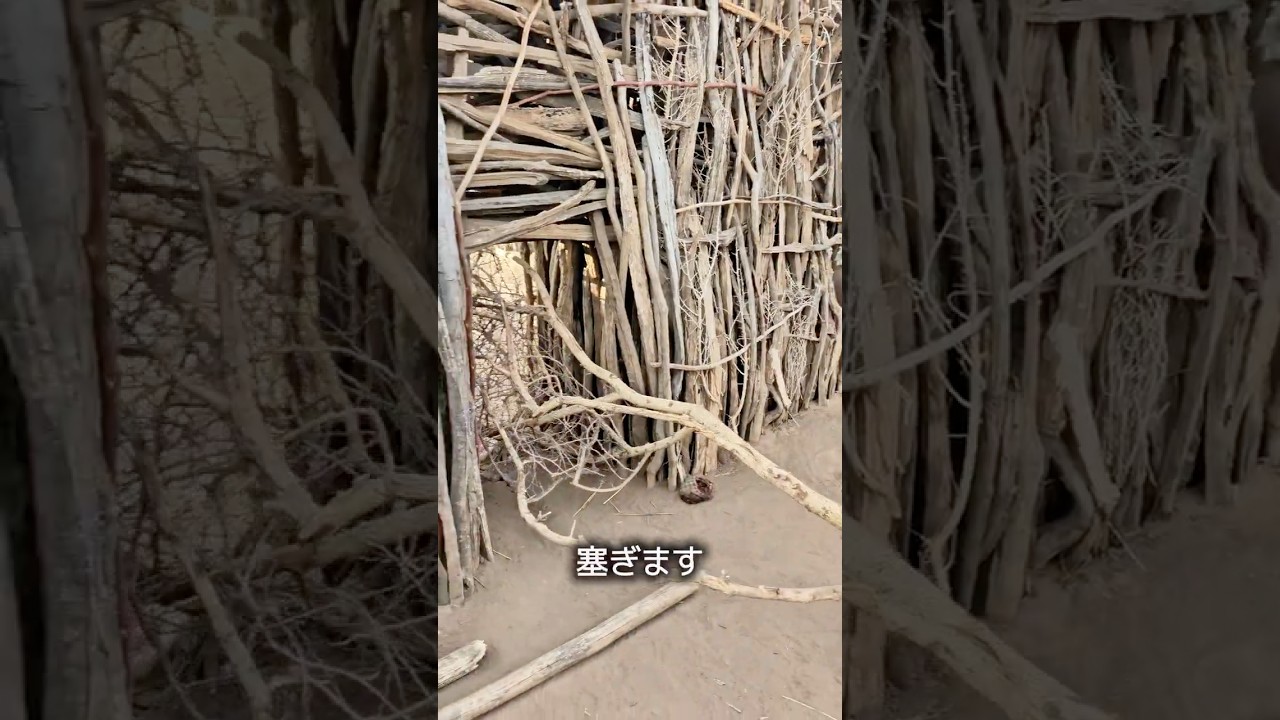 アフリカの村のライオン対策