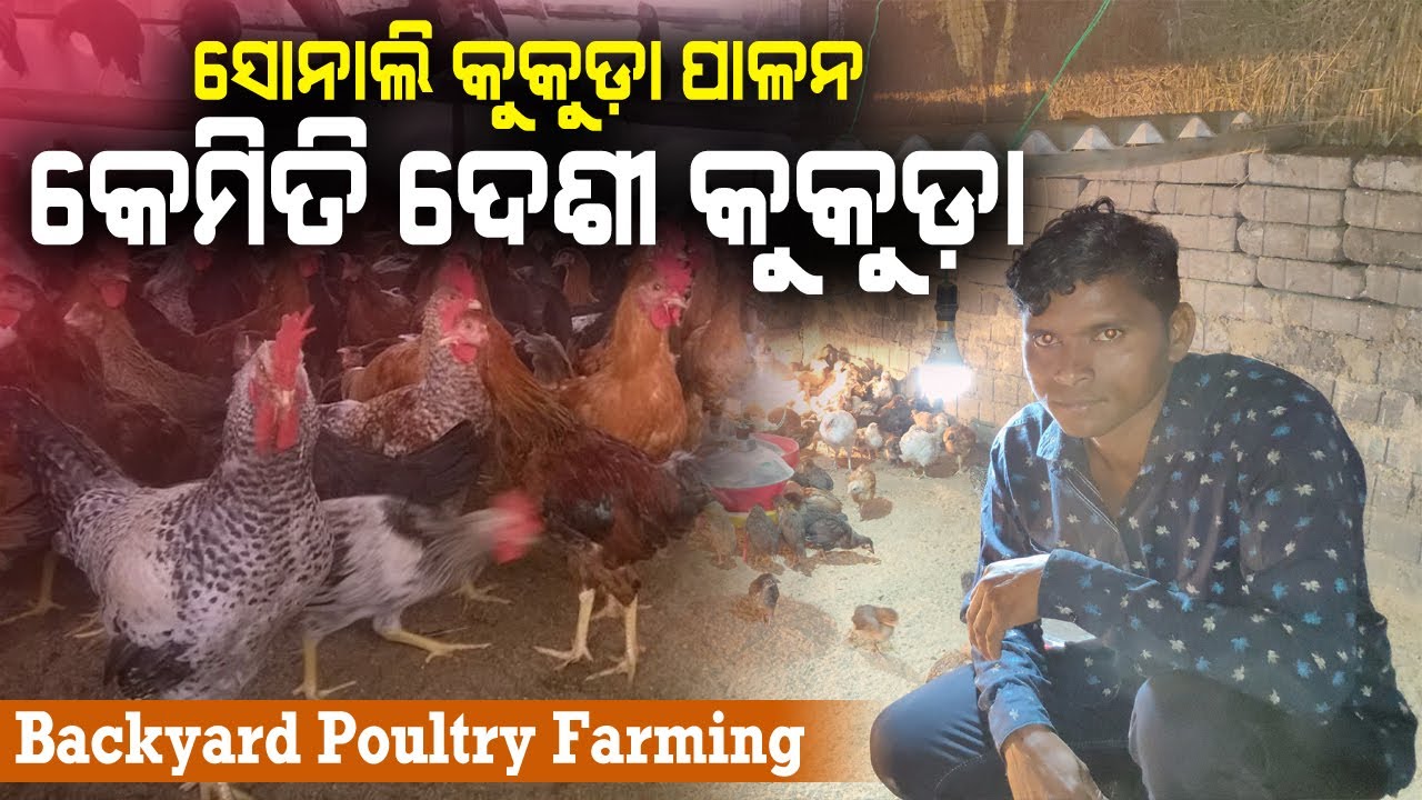 ସୋନାଲି କୁକୁଡ଼ା ପାଳନ || How to start Desi Chicken Farming in Odisha || Backyard Poultry || 