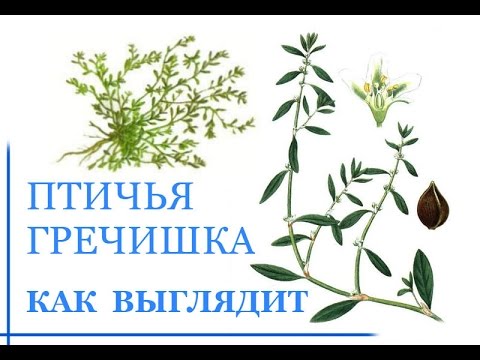 Птичья Гречишка Фото