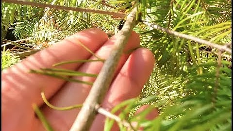 Field Demonstration- Swiss Needle Cast Data Collection