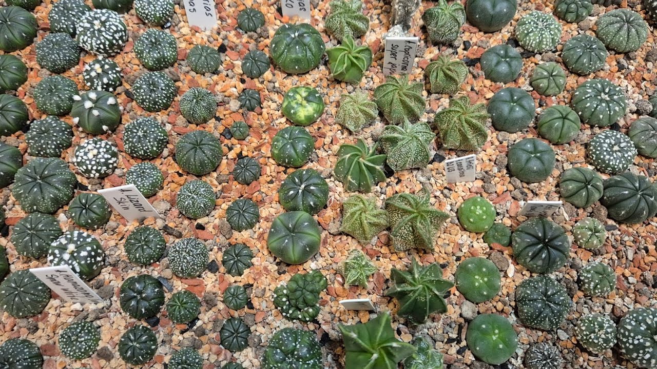 Дела колючие 🌵 | Пересадки 🪏 #cactus #succulent #plants #kaktus 