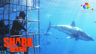 Never Take Your Eyes off the Shark! | Shark Week | discovery+