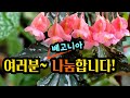 [나눔이벤트종료] [4K]  여러분~ 나눔합니다~ 제라늄은 쉬어가도 여름을 누리는 베고니아로 힐링해 보실 분~~ #베고니아 #begonia
