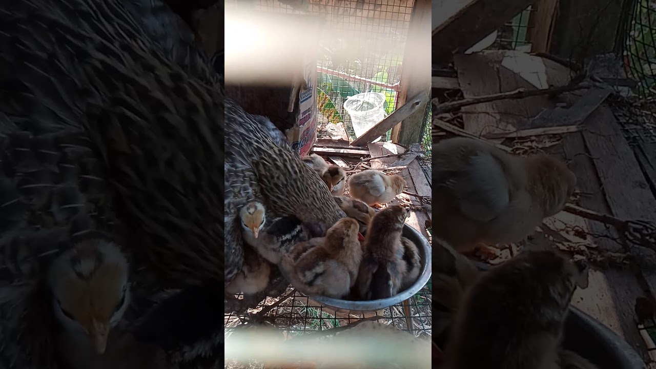 Cara ternak ayam 