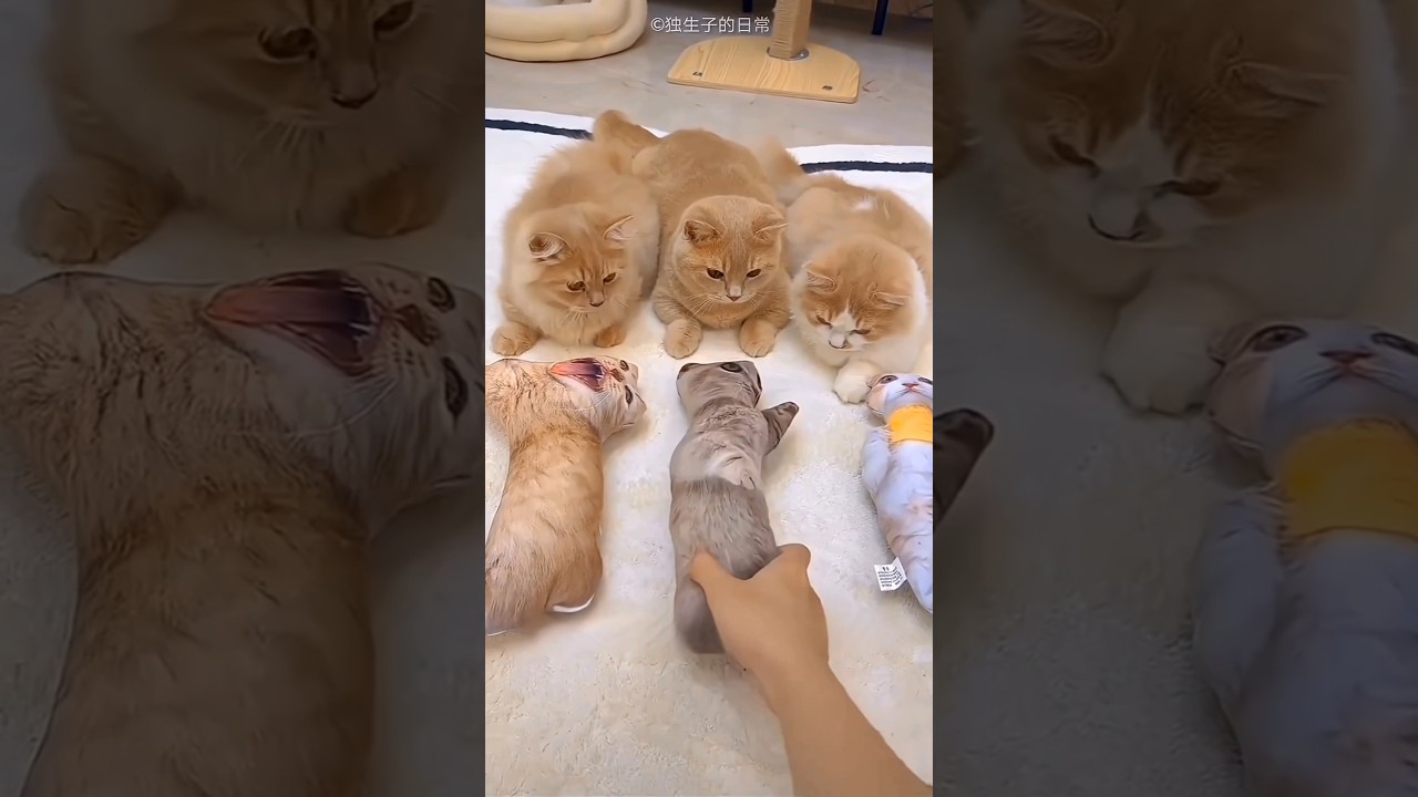 Плюшевый мишка Биллу на заказ для кошек 😹😅 