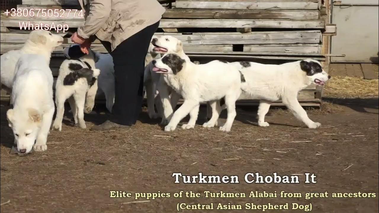 Питомник в настоящей варанаре достиг. Питомник туркменских алабаев. туркмения праздник алабай. туркмен одесский. заводчик алабаев из под владимира.