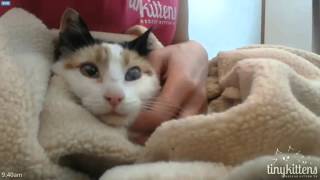 Morning eye drops and ointment for Skye plus lap time 2016-03-27