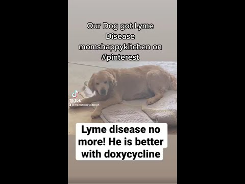 Видео: Лаймска болест при кучета