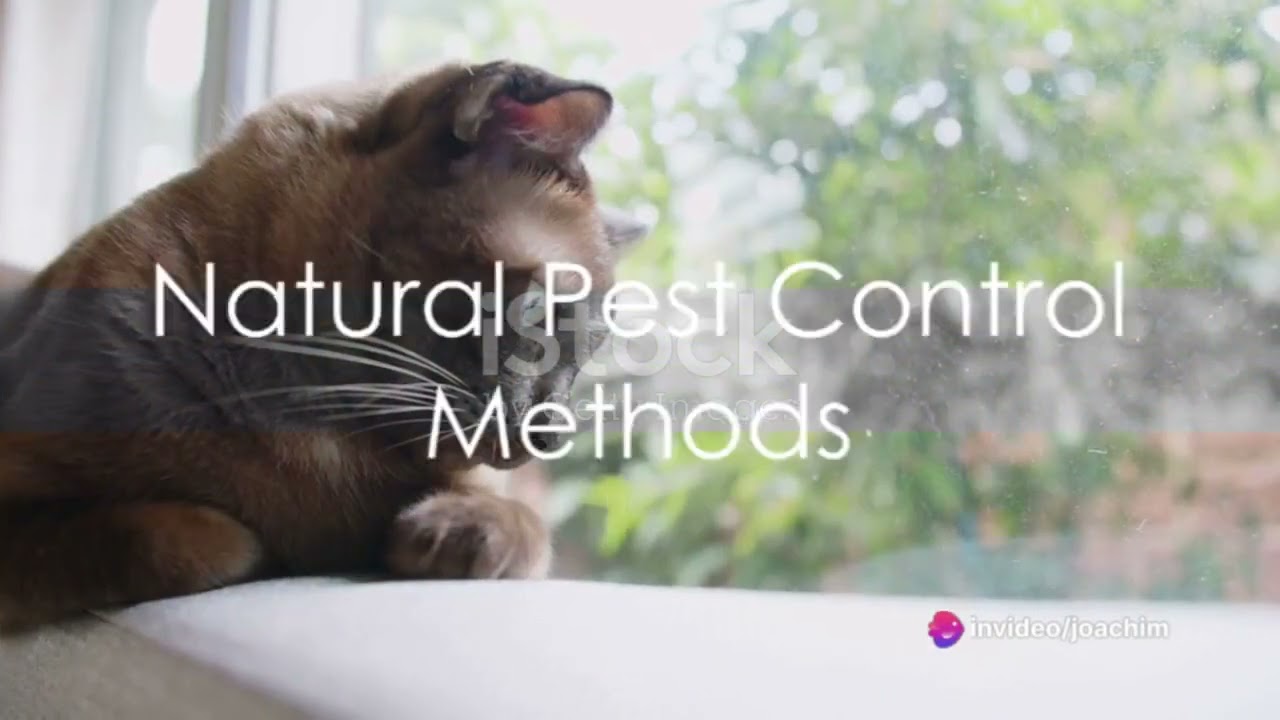 Eco Friendly Cleaning for Pet Owners