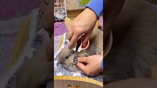 "How to Trim Your Bunny's Nails Safely 🐰✂️ |No Stress Rabbit Nail Cutting Guide!"#shorts