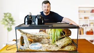 Ball Python Setup for Beginners