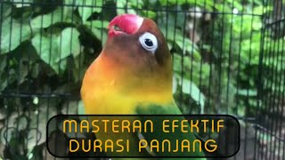 Download Lovebird Ngetik Sambung Ngekek Panjang | Masteran Efektif Mudah Ditiru, Labet Du Video MP3 Lovebird Ngetik Sambung Ngekek Panjang | Masteran Efektif Mudah Ditiru, Labet Du