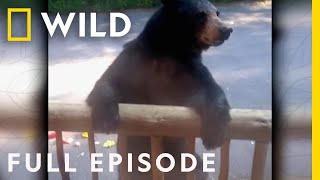 Bear Interrupts a DJ Set: America's Funniest Home Videos (Full Episode) | Nat Geo Wild by Nat Geo WILD 11,657 views 2 weeks ago 44 minutes