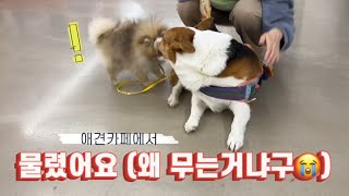 애견카페에서 물렸어요!! 왜물어!!ㅠㅠ