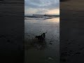 Good morning good morning ☺️ 🐾 💖 #indythecockerspaniel Beach time