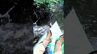 Very good Bass on the KVD "Sexy Dawg"