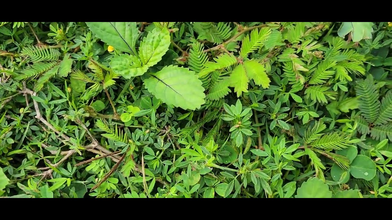 Amazing MORIVIVI Plant In Puerto Rico! - YouTube