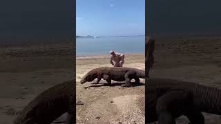 How to Survive a Komodo Dragon Attack! 🦎❌ #KomodoDragon #WildlifeSurvival #AnimalAttacks #Shorts