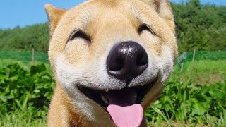 Funniest Videos 2023 🤣 Cute Cats and Funny Dogs 🐶😹 #15 by Happy Dog VN 15,354 views 1 year ago 8 minutes, 46 seconds