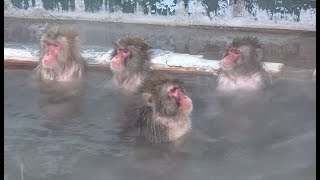 Japanese Monkeys Soak in Hot Spring(Onsen) at Hakodate Japan 温泉に浸かる猿 函館