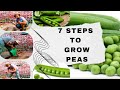 How to grow Pea in Kitchen garden? Part 1.