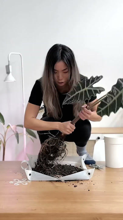 My $1000 “WOMB” Plant #shorts #plants #houseplants #indoorplants #troll #alocasia #rareplants #unbox