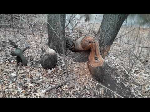 Зачем бобры грызут деревья? • Why do beavers gnaw trees? • ¿Por qué los castores roen árboles?