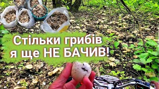 По ГРИБИ🍄на ЕЛЕКТРОВЕЛОСИПЕДІ. Такої кількості грибів, ще не було❗