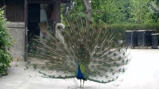 blauer pfau zeigt sein rad