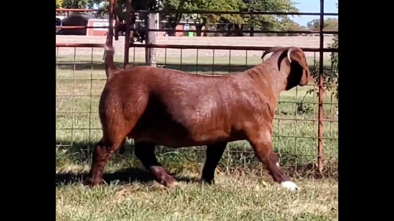 LOT 37 2025 WINNERS CIRCLE SALE