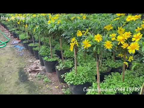 Video: Các loại hoa cúc và tính năng chăm sóc