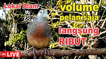 suara burung Perkutut Lokal Gacor di alam liar manjur buat masteran