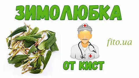 Зимолюбка - лечебные свойства и противопоказания | Травяная аптека Фито