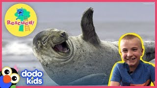 Beach Rescuers Save Baby Seal Trapped In A Net | Dodo Kids: Rescued!