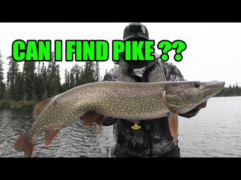 Pike Fishing in the North! | Which lures and when?