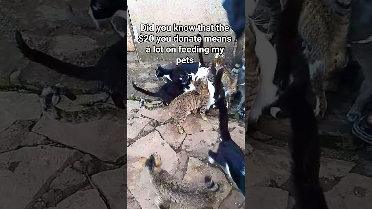 kindly reach me out on+256753820020 #viral #kitten 