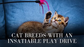 ToyLoving Cat Breeds with an Insatiable Play Drive, Top 10