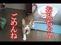 かわいい子猫が突然お家にやってきた－その時、先住猫達は・・・？！11週間目3－kitten came to our house 75