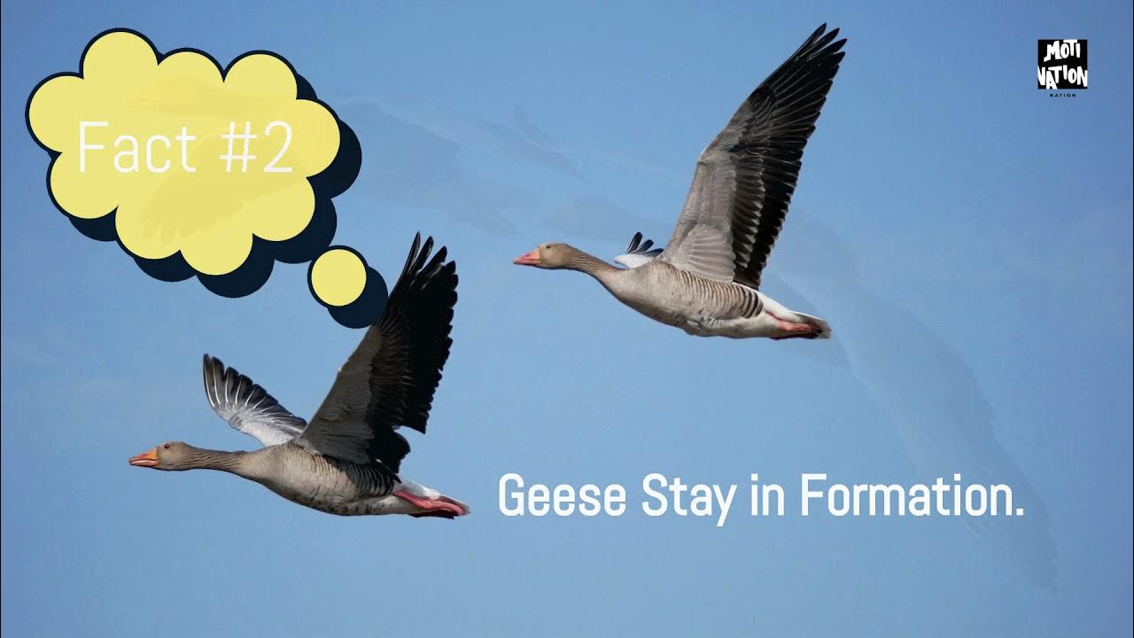 Wisdom Of The Geese Best Motivational Video WISDOM OF THE GEESE: Lessons That Can Change Your Life | INSPIRATIONAL