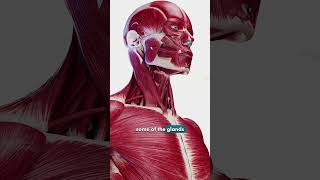Neck lift vs Chin lipo!